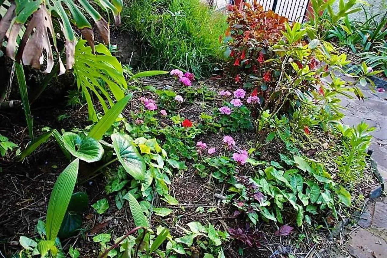 Comfortable Bungalow In Funchal With Sea View בית נופש
