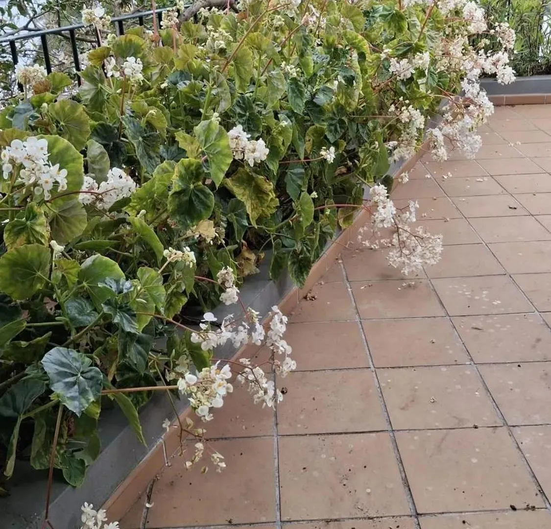 Comfortable Bungalow In Funchal With Sea View בית נופש פונשל